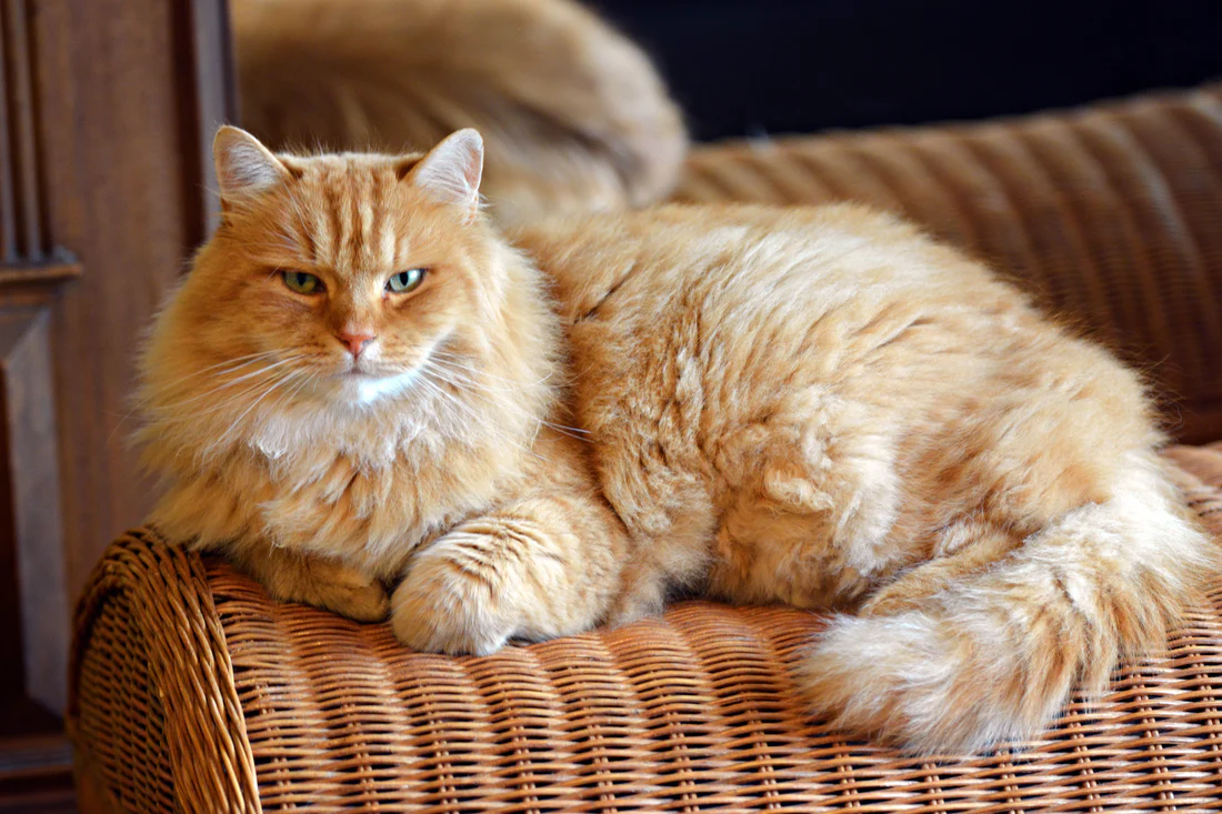 Gatito Peluche Mecanico - Imagen 2